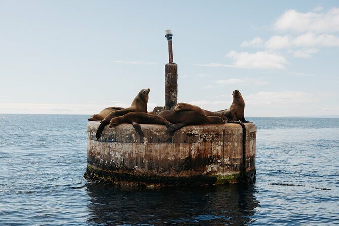 Dolphin and Sea Lion Tour of Catalina Island - An In-Depth Look at the Catalina Island Dolphin and Sea Lion Tour