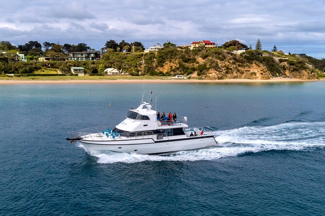 Dolphin and Seal Sightseeing Cruise on the Mornington Peninsula - Potential Sightings