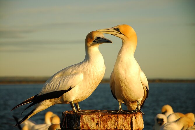 Dolphin and Seal Sightseeing Cruise on the Mornington Peninsula - Family-Friendly Activity