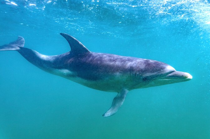 Dolphin and Seal Swim Reef Snorkel Boat Tour Mornington Peninsula - Departure Point and Capacity