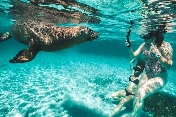 Dolphin and Sealion, Seafood Snorkel Adventure - Group Size