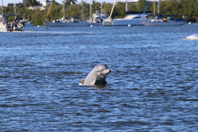 Dolphin and Sightseeing Tiki Cruise - Key Points