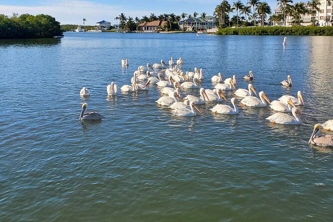 Dolphin and Sightseeing Tiki Cruise - Wildlife and Experience
