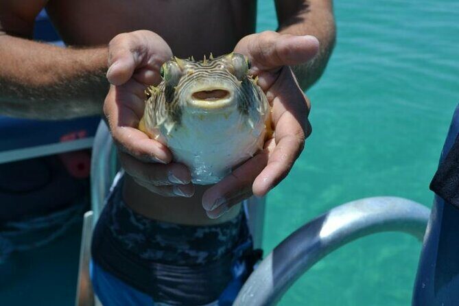 Dolphin and Snorkeling Activity in Panama City Florida - The Itinerary: What to Expect