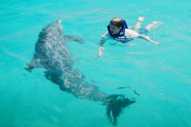 Dolphin and Snorkeling Activity in Panama City Florida - Value and Pricing: Are You Getting Your Moneys Worth?
