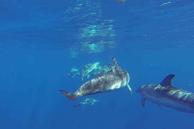 Dolphin and Whale Safari in Gran Canaria - Included in the Tour
