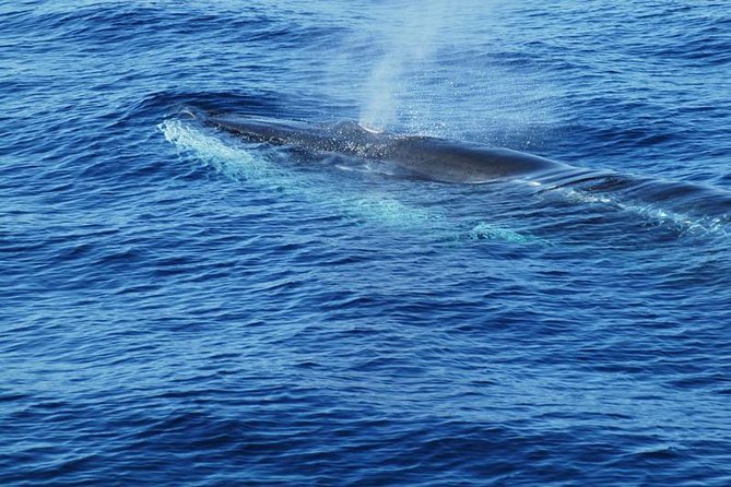 Dolphin and Whale Safari in Gran Canaria - Accessibility and Transportation