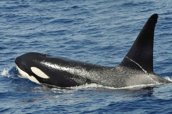 Dolphin and Whale Safari in Gran Canaria - Traveler Capacity