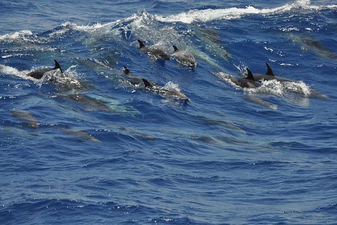 Dolphin and Whale Safari in Gran Canaria - Infant Seating