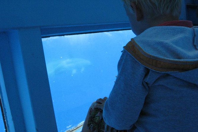 Dolphin and Whale Safari in Gran Canaria - Allowed Service Animals