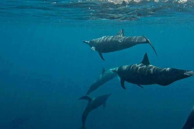 Dolphin and Whale Watching Boat Trip in Puerto Escondido - The Sum Up