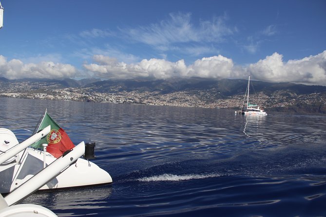 Dolphin and Whale Watching Catamaran Cruise From Funchal - Additional Information