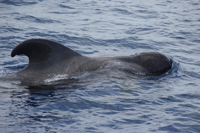 Dolphin and Whale Watching Catamaran Cruise From Funchal - Dolphin Watching