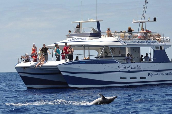 Dolphin and Whale Watching Cruise From Puerto Rico De Gran Canaria - Key Points