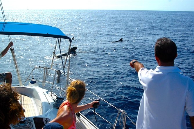 Dolphin and Whale Watching Cruise From Puerto Rico De Gran Canaria - Meeting Point