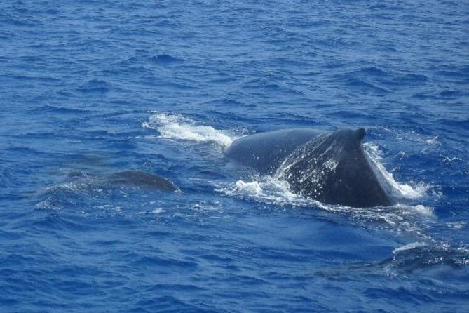 Dolphin and Whale Watching Cruise From Puerto Rico De Gran Canaria - Cruise Duration