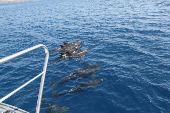 Dolphin and Whale Watching Cruise From Puerto Rico De Gran Canaria - Additional Amenities