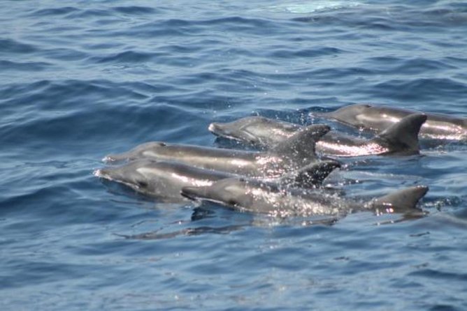 Dolphin and Whale Watching Cruise From Puerto Rico De Gran Canaria - Traveler Capacity