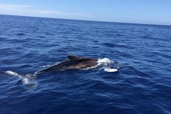 Dolphin and Whale Watching in La Restinga - Meeting Point and Logistics