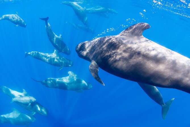 Dolphin and Whale Watching in La Restinga - Reviewing the Whale Watching Experience