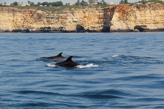 Dolphin and Whale Watching in Lagos - What to Expect on the Cruise