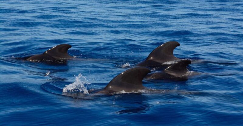Dolphin and Whale Watching in Negombo - Location and Significance