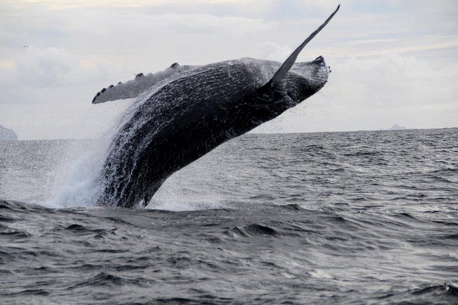 Dolphin and Whale Watching Tour From Dingle - Inclusions and Suitability for Travelers