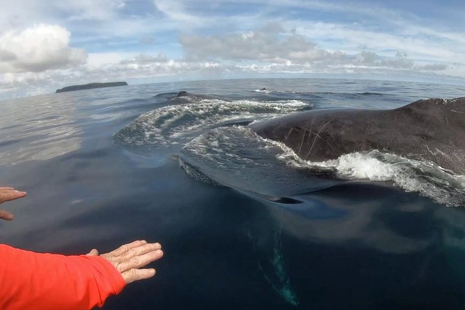 Dolphin and Whale Watching Tour in Drake Bay as Seen on National Geographic - Tour Logistics