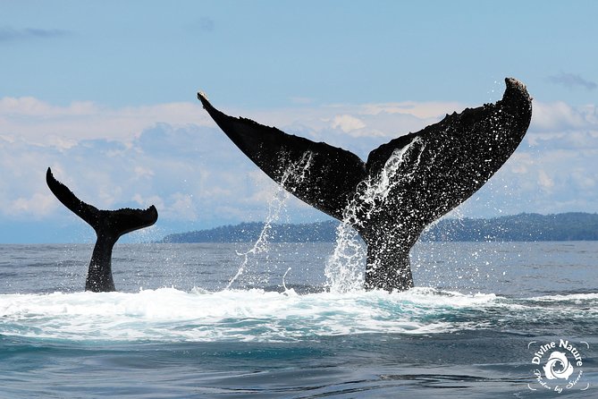 Dolphin and Whale Watching Tour in Drake Bay as Seen on National Geographic - Important Considerations