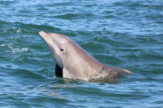 Dolphin and Wildlife Adventure of St. Augustine - Meeting and Pickup
