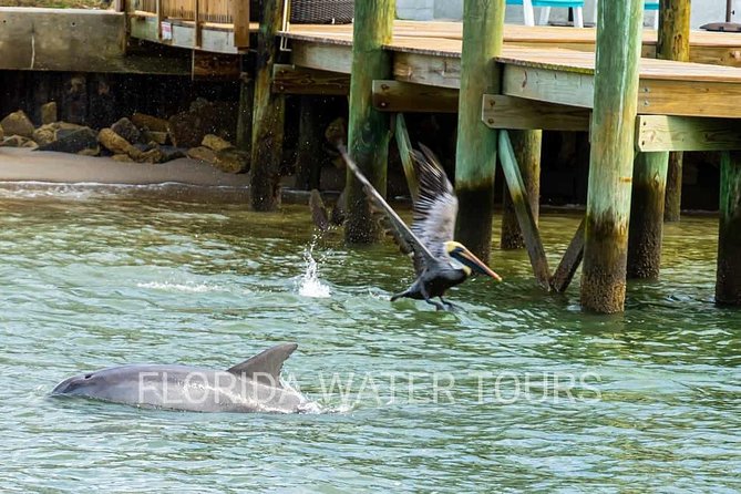 Dolphin and Wildlife Adventure of St. Augustine - Spotting Local Wildlife