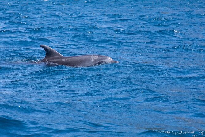 Dolphin Area Rib Boat Tour Small Group_ Guided Tour_Up 7 People - Schedule