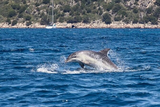 Dolphin Area Rib Boat Tour Small Group_ Guided Tour_Up 7 People - Additional Information