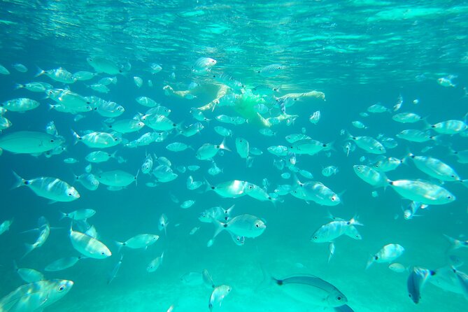 Dolphin Area Rib Boat Tour Small Group_ Guided Tour_Up 7 People - Private Tour Experience