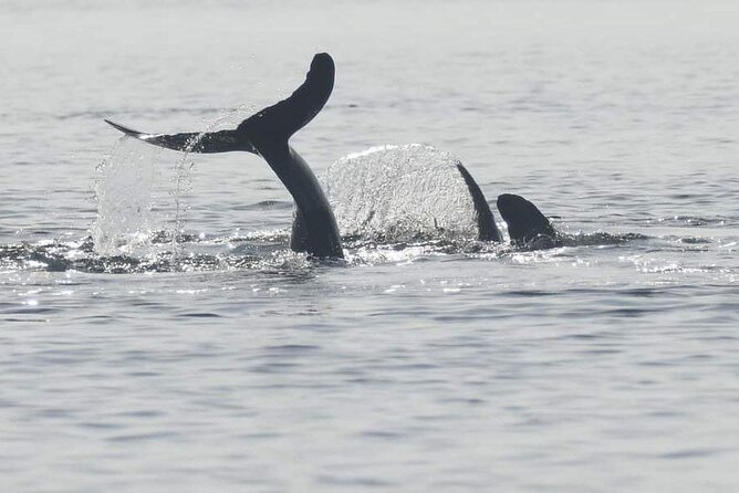 DOLPHIN COASTAL EXPEDITION by Discovery Center, Kep West - Key Points