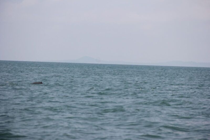 DOLPHIN COASTAL EXPEDITION by Discovery Center, Kep West - Booking and Cancellation