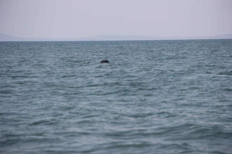 DOLPHIN COASTAL EXPEDITION by Discovery Center, Kep West - Dolphin Spotting