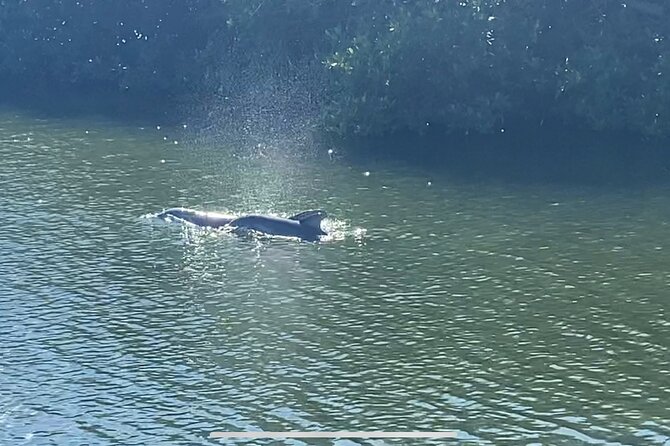 Dolphin Cruise - Whats Included