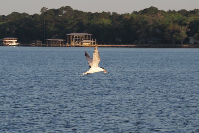 Dolphin cruise in Santa Rosa Beach - Who Should Consider This Tour?