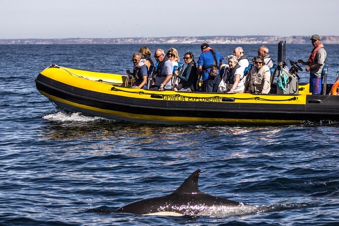 Dolphin Discovery - Overview of the Experience