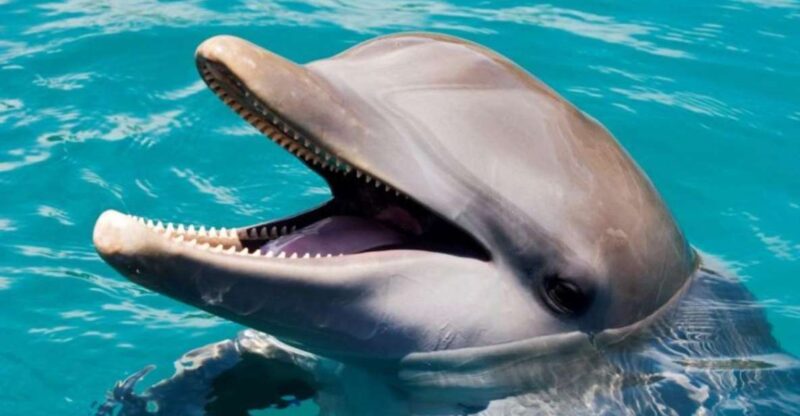 Dolphin Encounter for Dominican Residents - Transportation and Accessibility