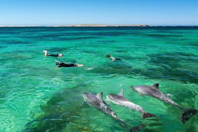 Dolphin Encounters, Ile Aux Benitier & Crystal Rock: Full-Day (Lunch & Transfer) - Inclusions and Amenities