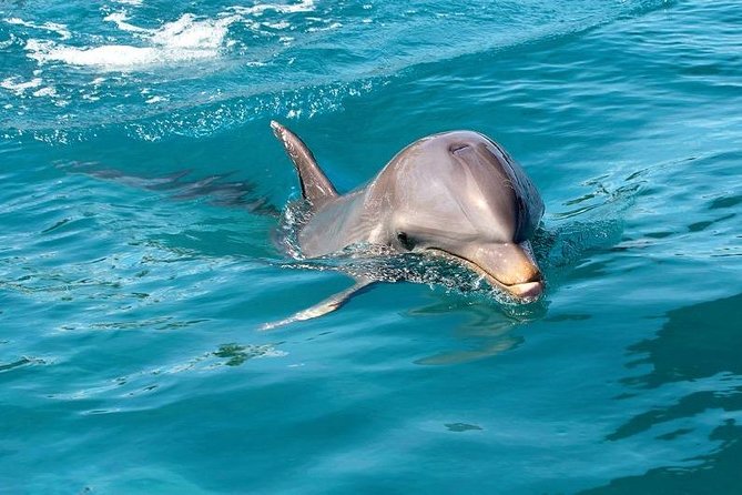 Dolphin Encounters, Ile Aux Benitier & Crystal Rock: Full-Day (Lunch & Transfer) - Confirmation and Accessibility