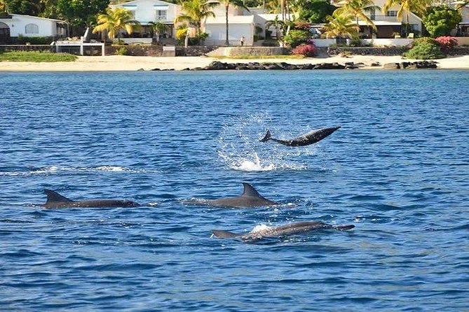 Dolphin Encounters, Ile Aux Benitier & Crystal Rock: Full-Day (Lunch & Transfer) - Booking and Group Size