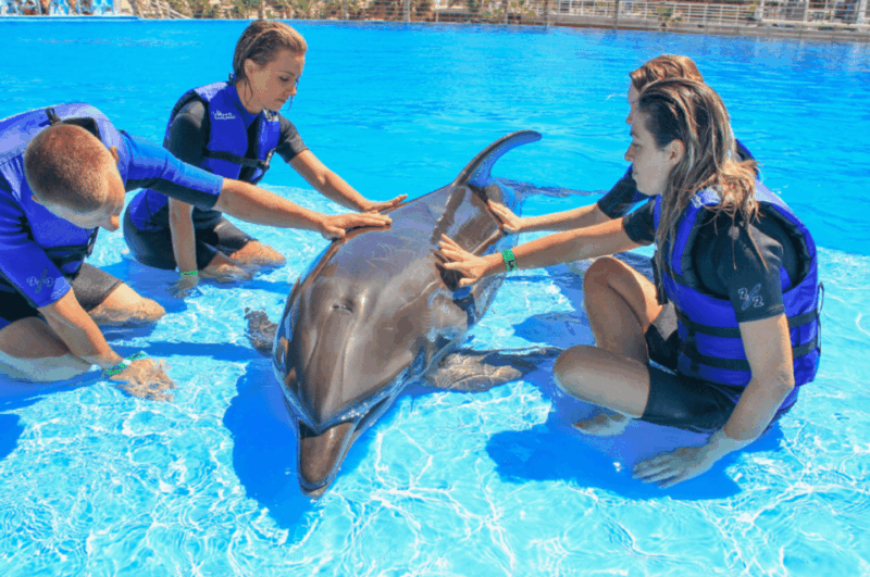 Dolphin Family Encounter - Cabo - Booking and Cancellation