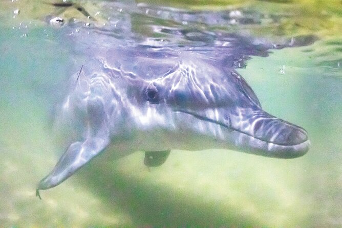 Dolphin Feeding Day Cruise to Tangalooma Island Resort on Moreton Island - Arrival and Departure Details