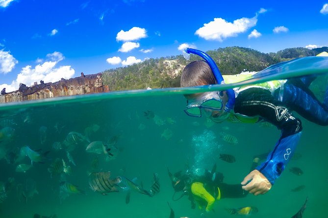 Dolphin Feeding Day Cruise to Tangalooma Island Resort on Moreton Island - Traveler Feedback and Impressions
