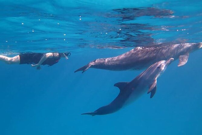 Dolphin House, Amazing Trip With Snorkeling and Dolphin Watching - Tour Highlights