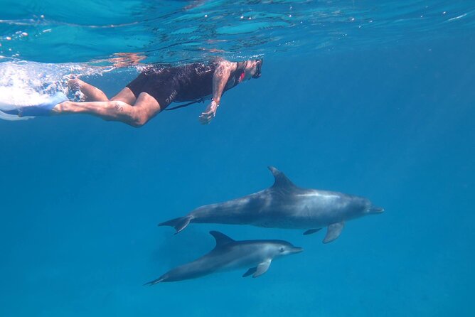 Dolphin House, Amazing Trip With Snorkeling and Dolphin Watching - Inclusions and Amenities