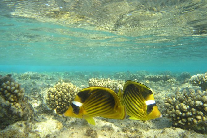 Dolphin House - Snorkeling Over Coral Reef